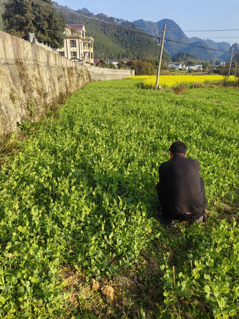 豌豆尖