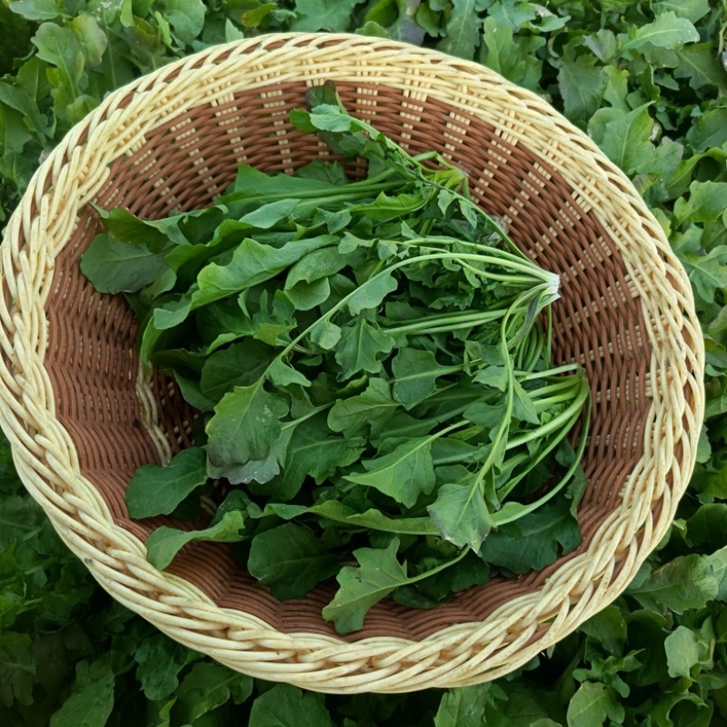江苏南通野生荠菜人工挑拣净菜新鲜现挖