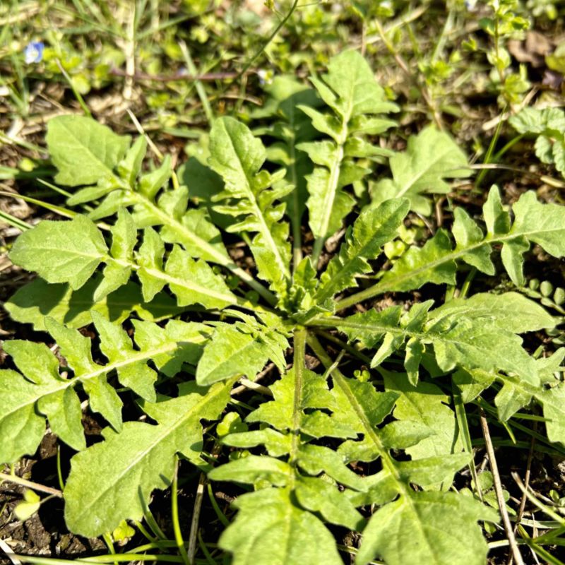江苏南通野生荠菜人工挑拣净菜新鲜现挖