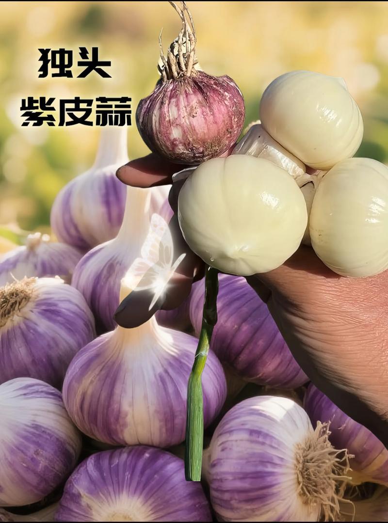 云南紫皮大蒜大量上质量保证产地直发/量大从优