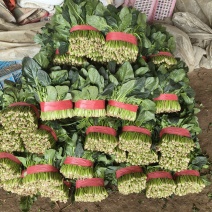 山东聊城陆地菠菜大量现货供应