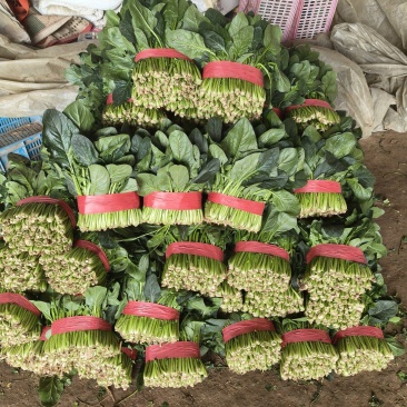 山东聊城陆地菠菜大量现货供应