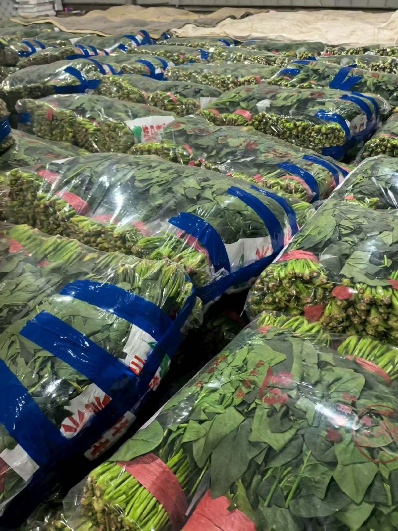 山东聊城陆地菠菜大量现货供应