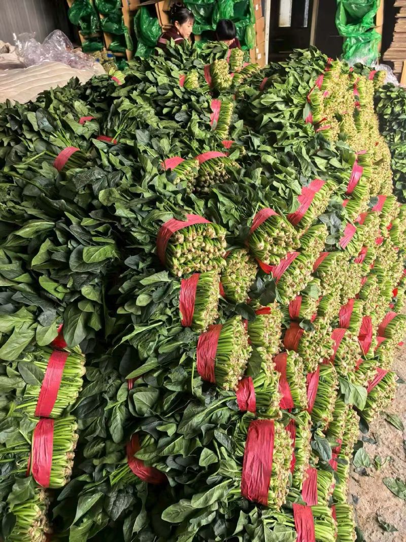 山东聊城陆地菠菜大量现货供应