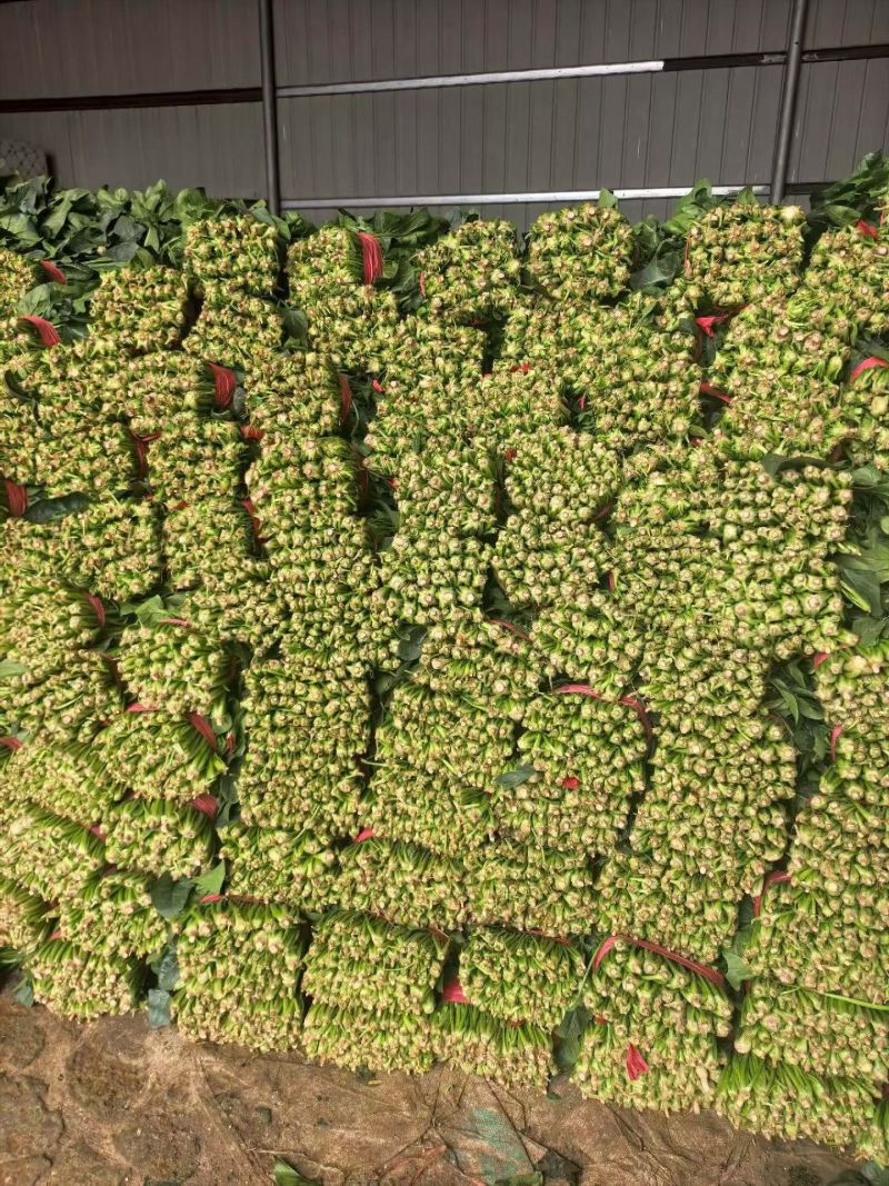 山东聊城陆地菠菜大量现货供应