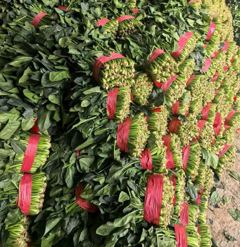 山东聊城陆地菠菜大量现货供应