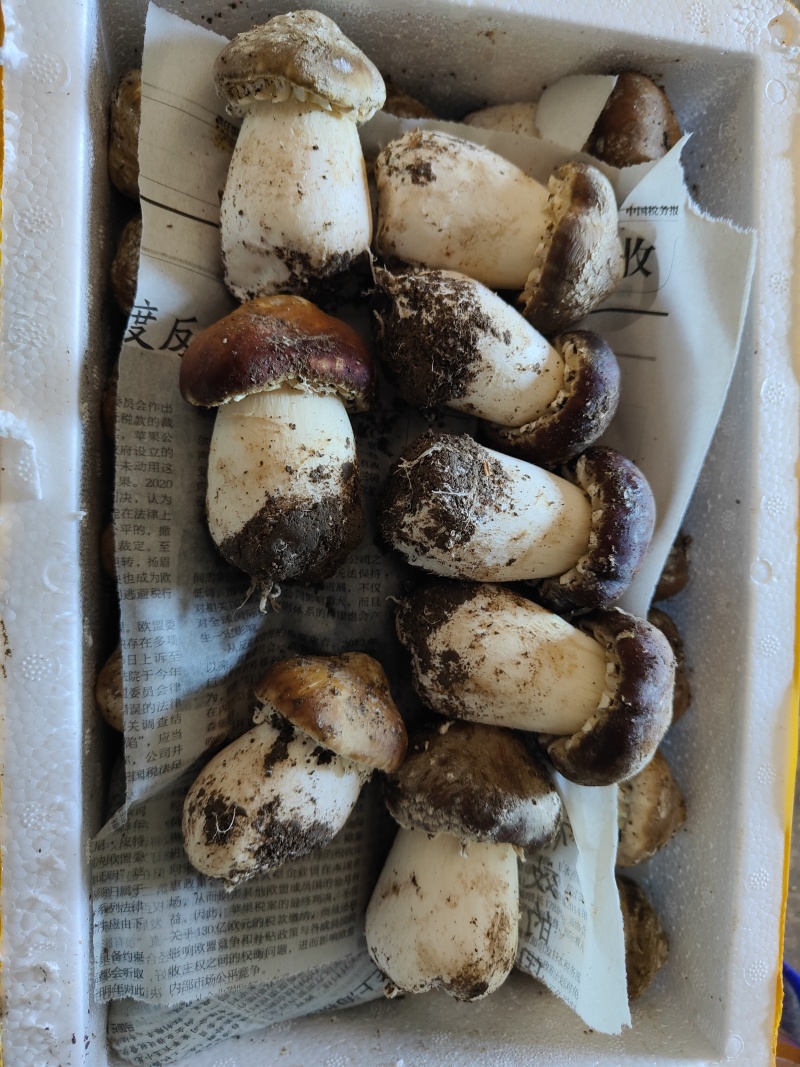 球盖菇松茸菇