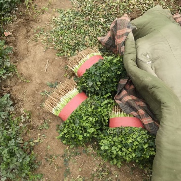 山东聊城陆地铁杆青香菜大量现货供应，大量上市