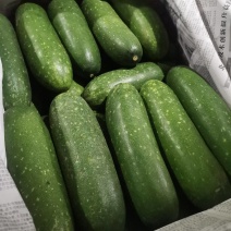 吊小米冬瓜（毛节瓜）