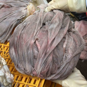 屠厂鲜毛肚直发