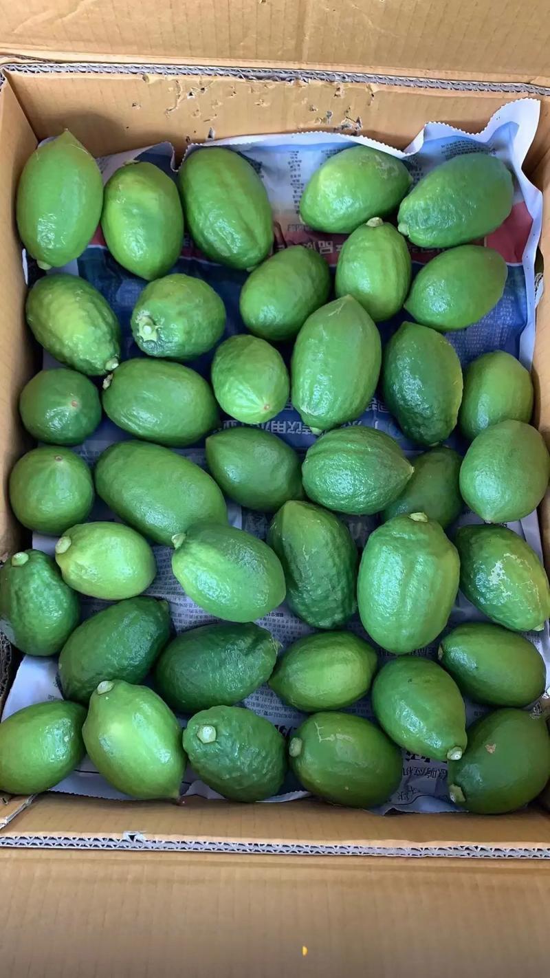 广东香水柠檬