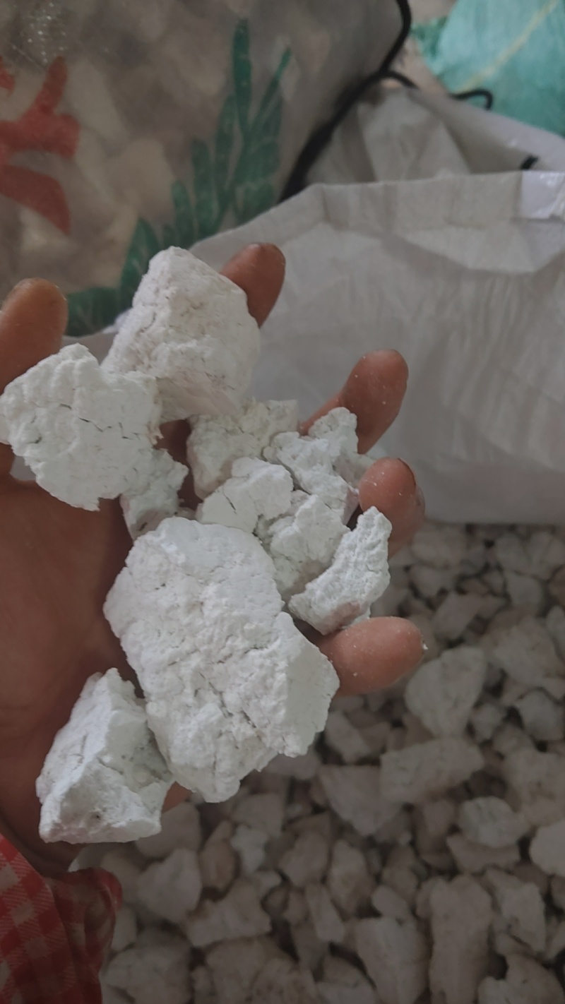 云南特惠正宗茯苓丁中心丁大小丁欢迎电话咨询