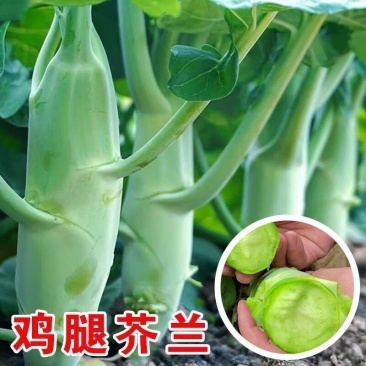 美国甜脆白花鸡腿芥蓝种子500g早熟耐寒耐热基地型