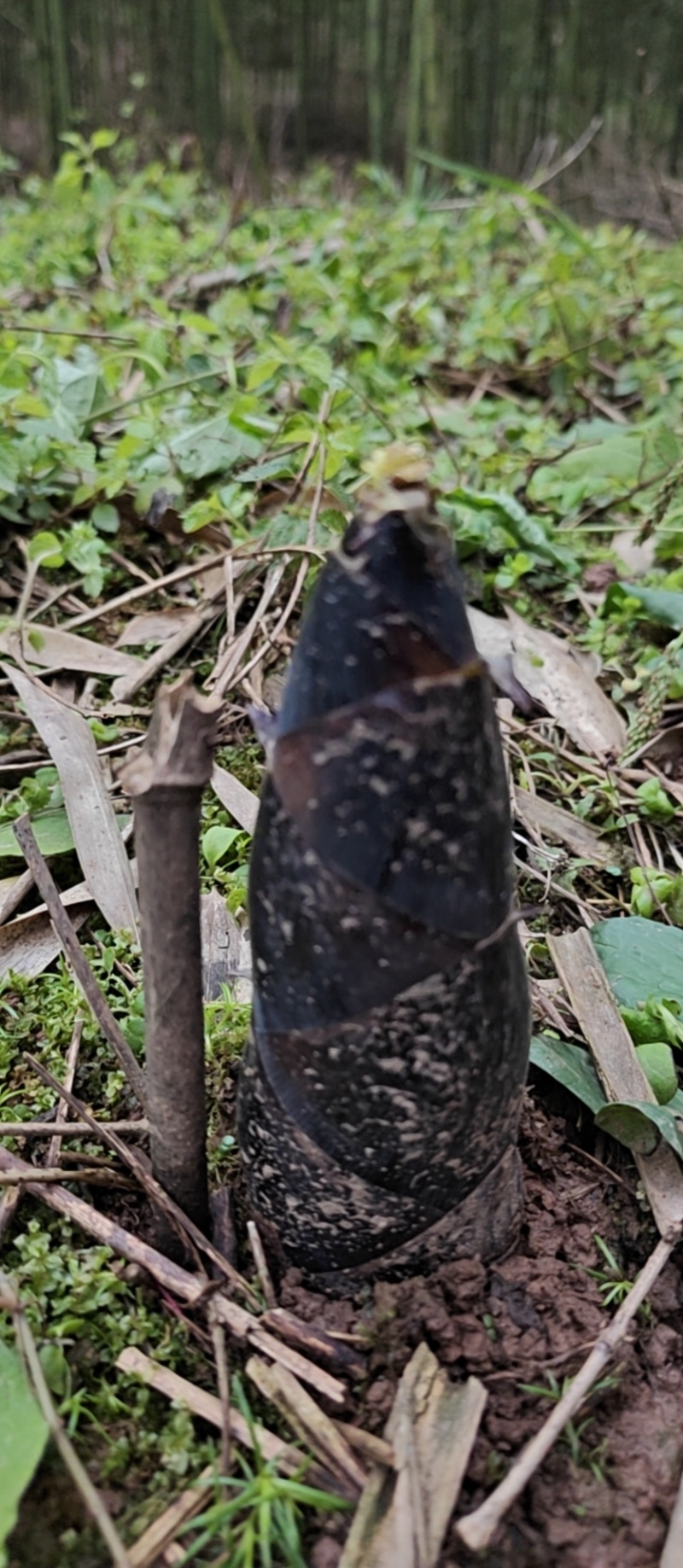 雷竹笋基地现货现挖现发保证新鲜包售后保质量