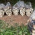 雷竹笋基地现货现挖现发保证新鲜包售后保质量