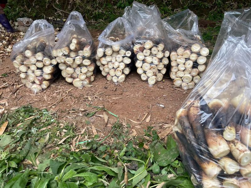 雷竹笋基地现货现挖现发保证新鲜包售后保质量