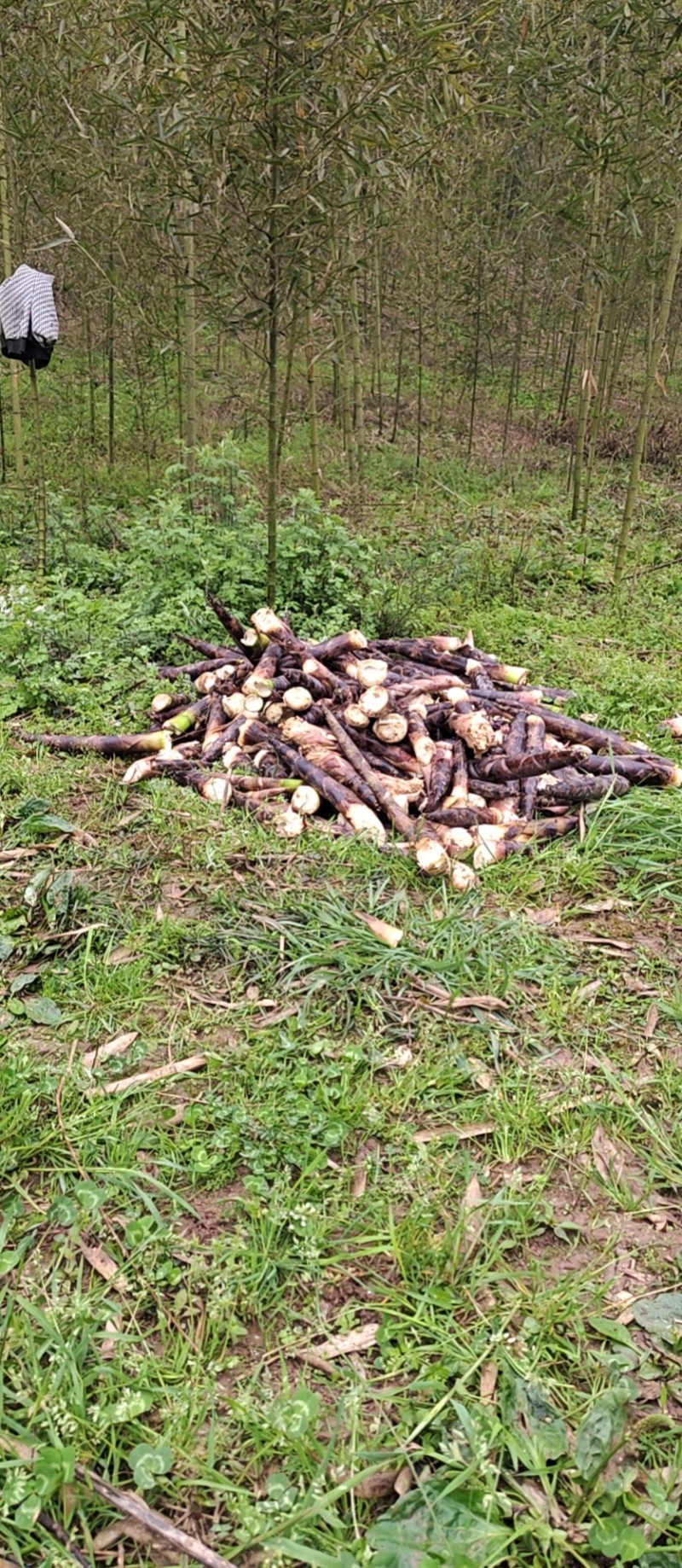 雷竹笋基地现货现挖现发保证新鲜包售后保质量