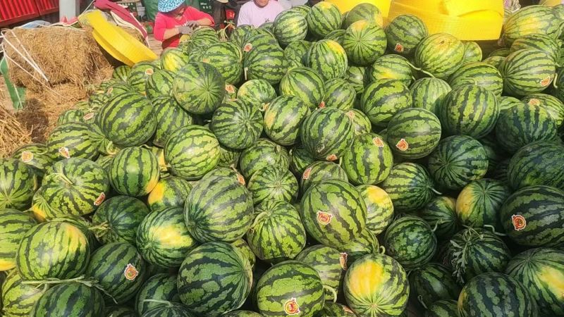 （热卖）陕西甜王西瓜价格优惠质量好走货快欢迎询价热卖