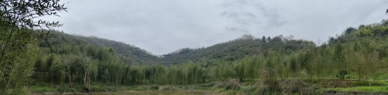 雷竹笋基地现货现挖现发保证新鲜包售后保质量