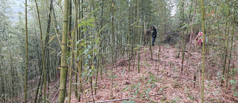 雷竹笋基地现货现挖现发保证新鲜包售后保质量