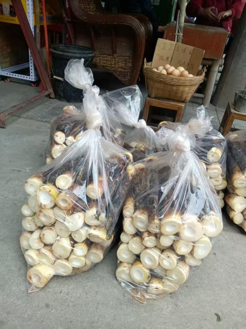 雷竹笋基地现货现挖现发保证新鲜包售后保质量