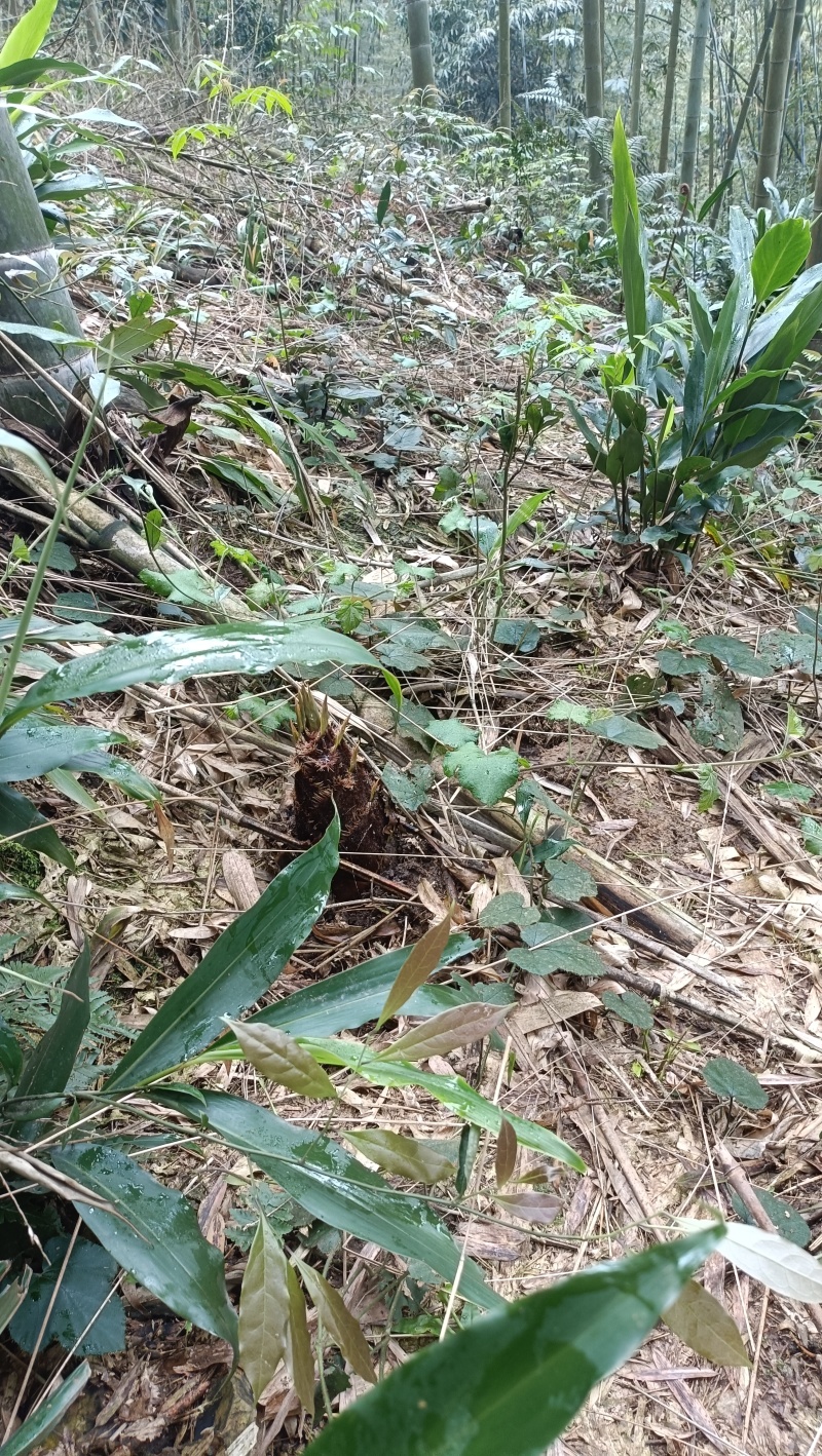 新上市楠竹笋现挖现发