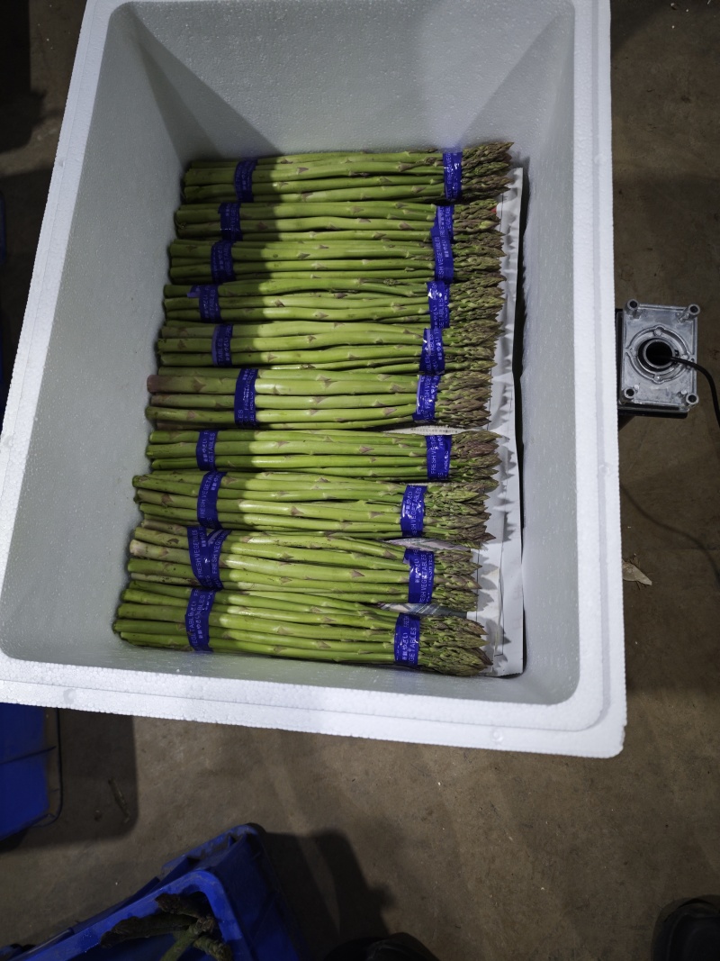 芦笋基地直供，产地一手价，新鲜芦笋现采现发