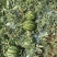 (热卖)陕西美都西瓜价格优惠质量好热卖全国欢迎询价