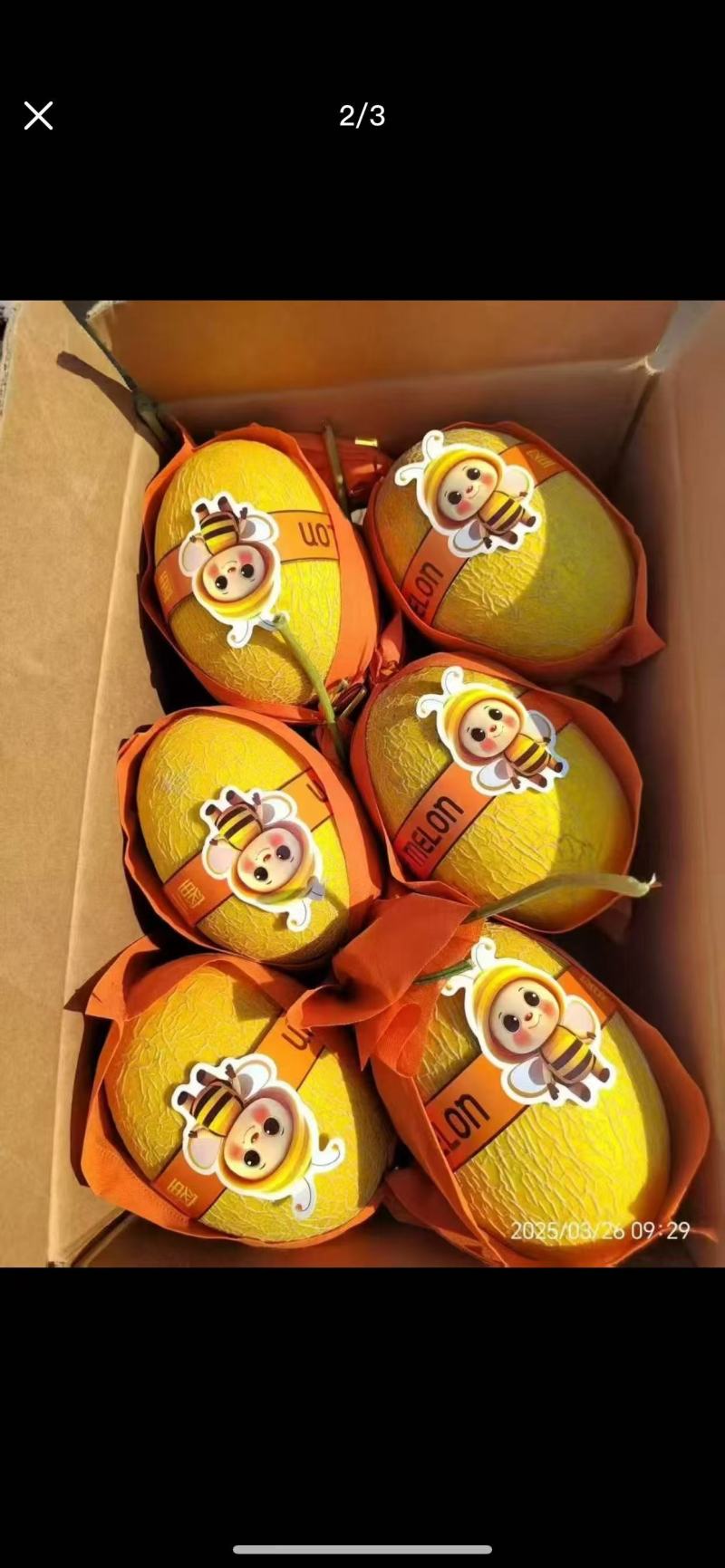 黄25哈密瓜/凤金6号，优质果品源头直发欢迎合作