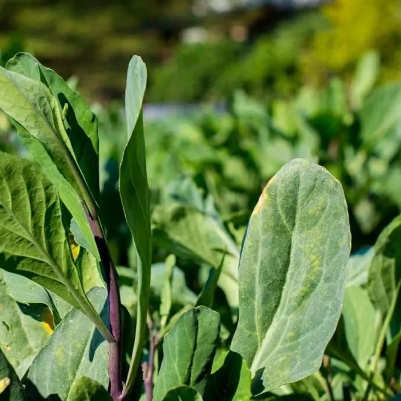 紫梗芥兰种子红梗红脚芥蓝500g春秋四季盆栽蔬菜种子基地