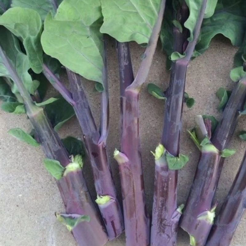 紫梗芥兰种子红梗红脚芥蓝500g春秋四季盆栽蔬菜种子基地