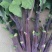 紫梗芥兰种子红梗红脚芥蓝500g春秋四季盆栽蔬菜种子基地