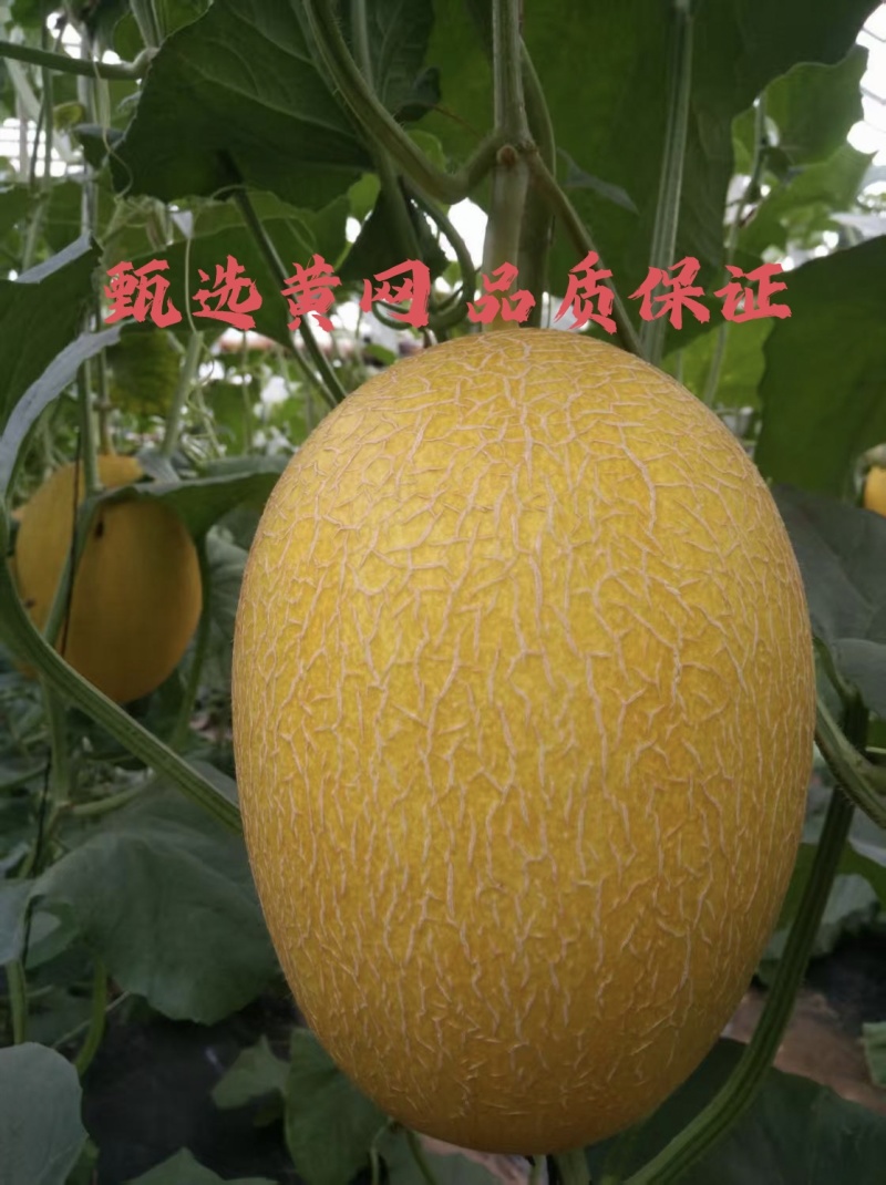 黄25哈密瓜/凤金6号，优质果品源头直发欢迎合作