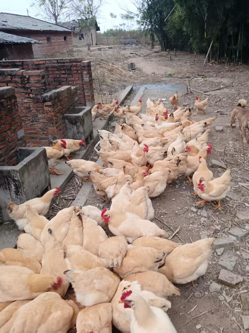 广东竹林散养土鸡走地鸡自家养的品质高价格优惠
