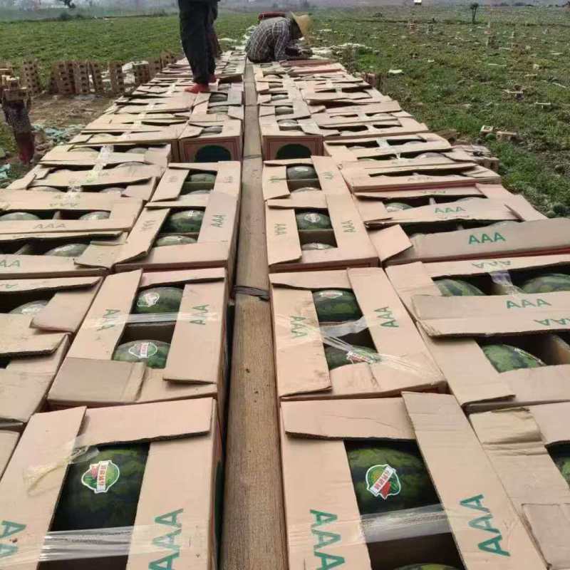 陕西美都西瓜价格优惠量大从优欢迎采购热卖全国欢迎询价