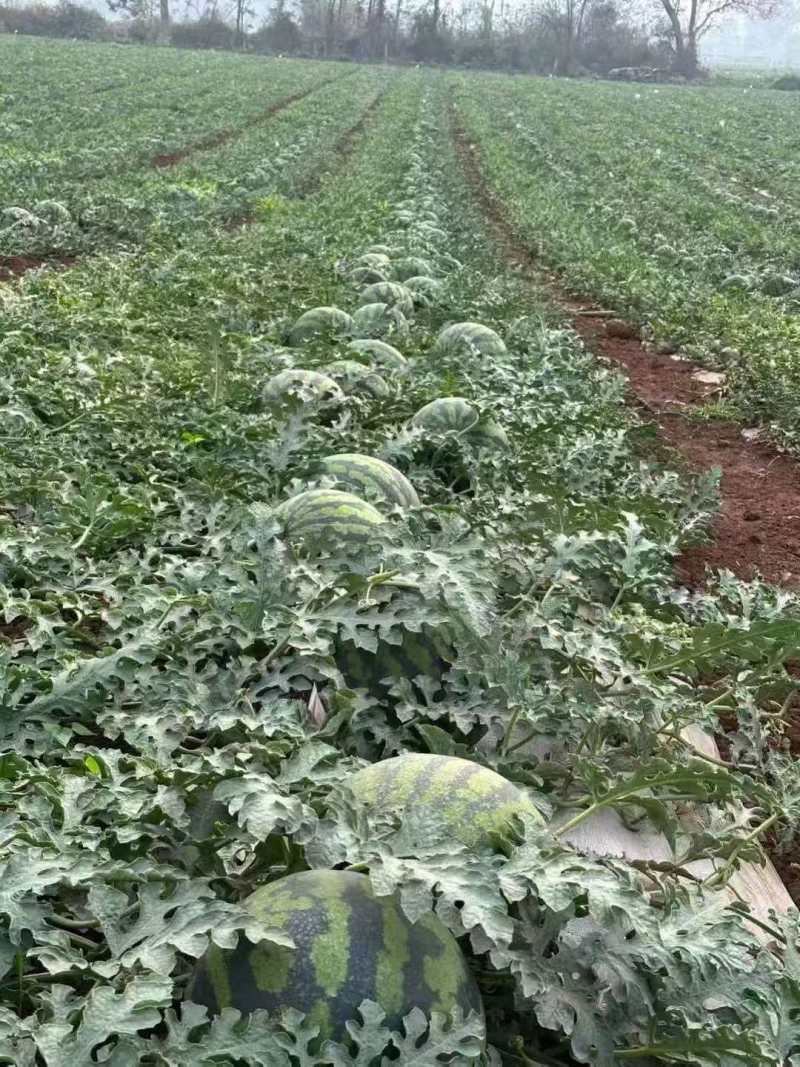 陕西美都西瓜价格优惠量大从优欢迎采购热卖全国欢迎询价