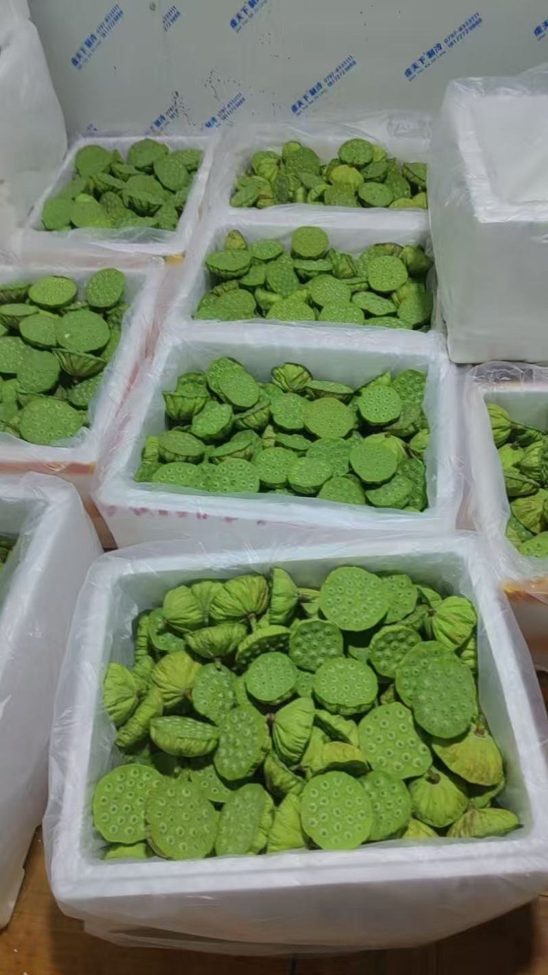 今年新出水果嫩莲蓬大量供应海南莲蓬基地直供全国各地