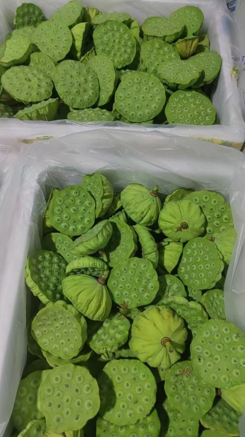 今年新出水果嫩莲蓬大量供应海南莲蓬基地直供全国各地