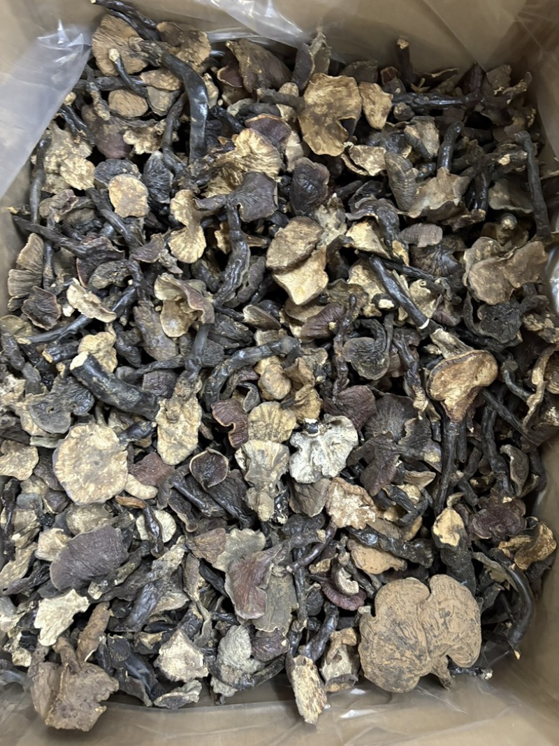 灵芝野生基地直供品质优现摘现发可视频看货欢迎咨询来电