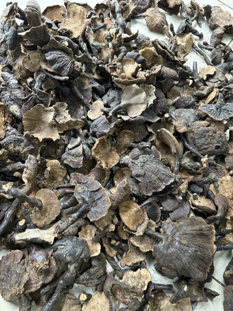 灵芝野生基地直供品质优现摘现发可视频看货欢迎咨询来电