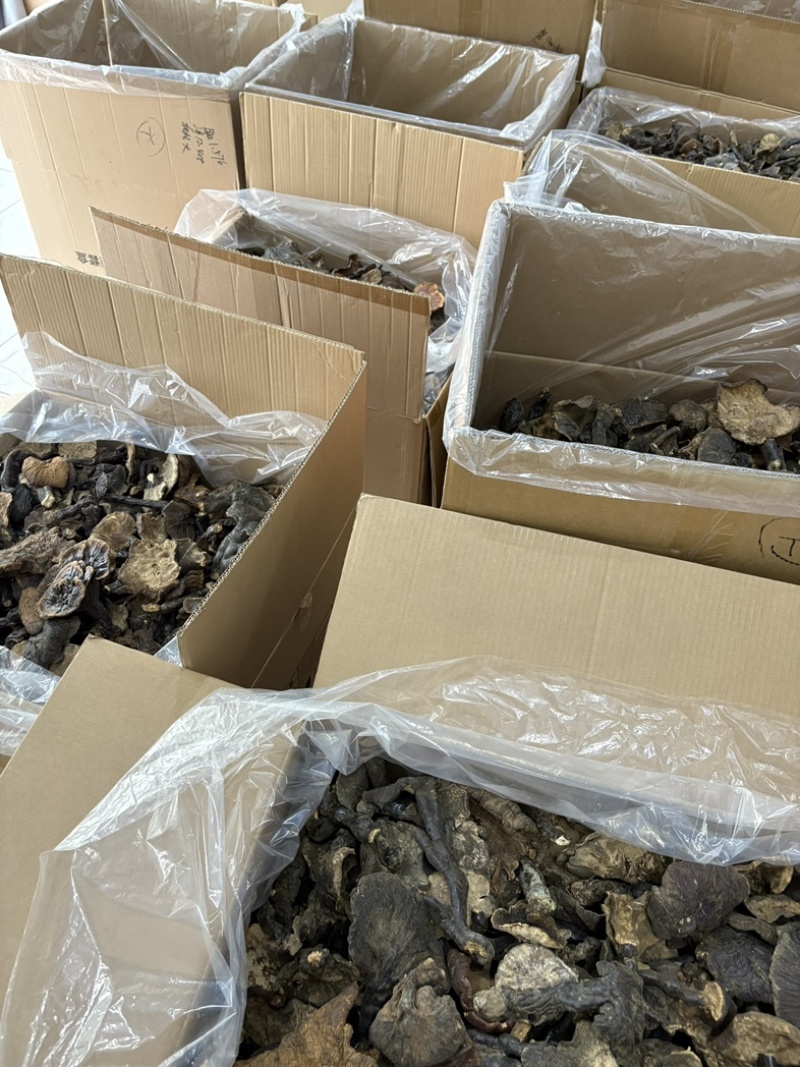 灵芝野生基地直供品质优现摘现发可视频看货欢迎咨询来电