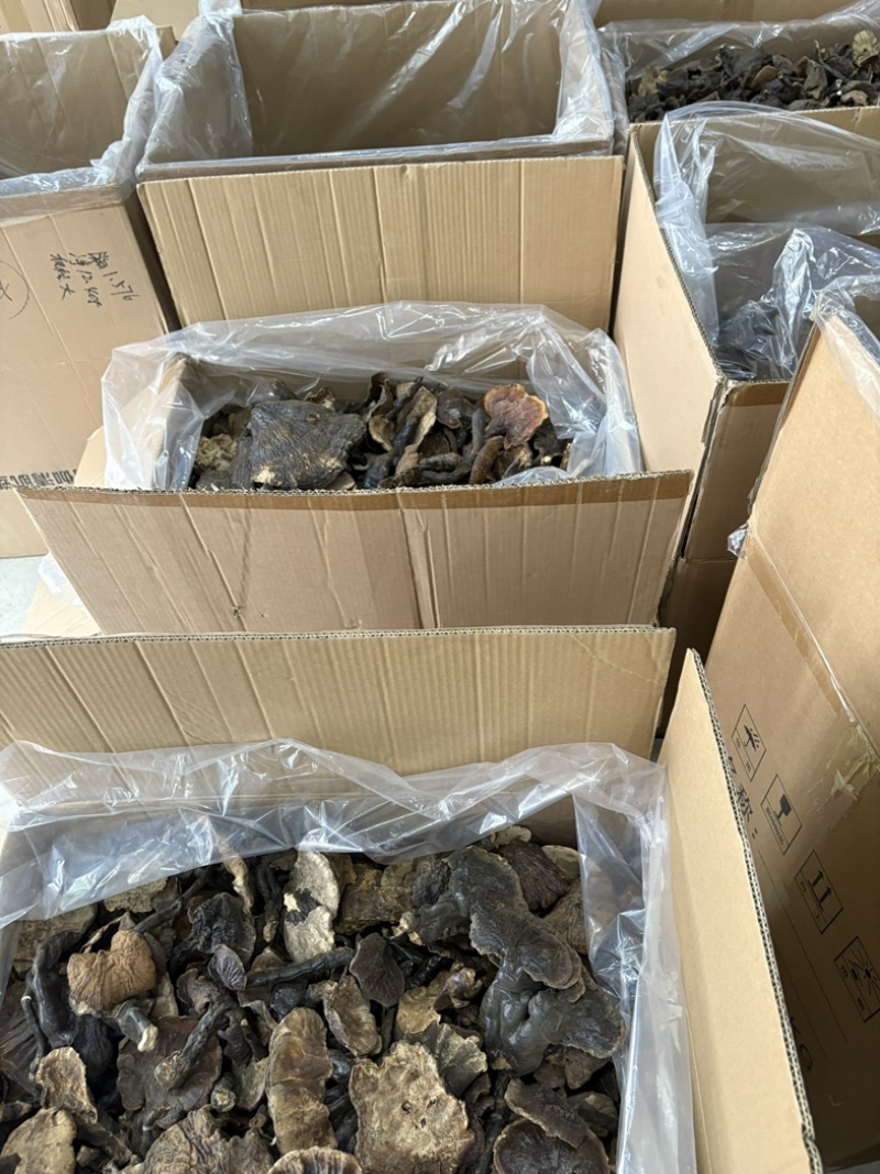 灵芝野生基地直供品质优现摘现发可视频看货欢迎咨询来电
