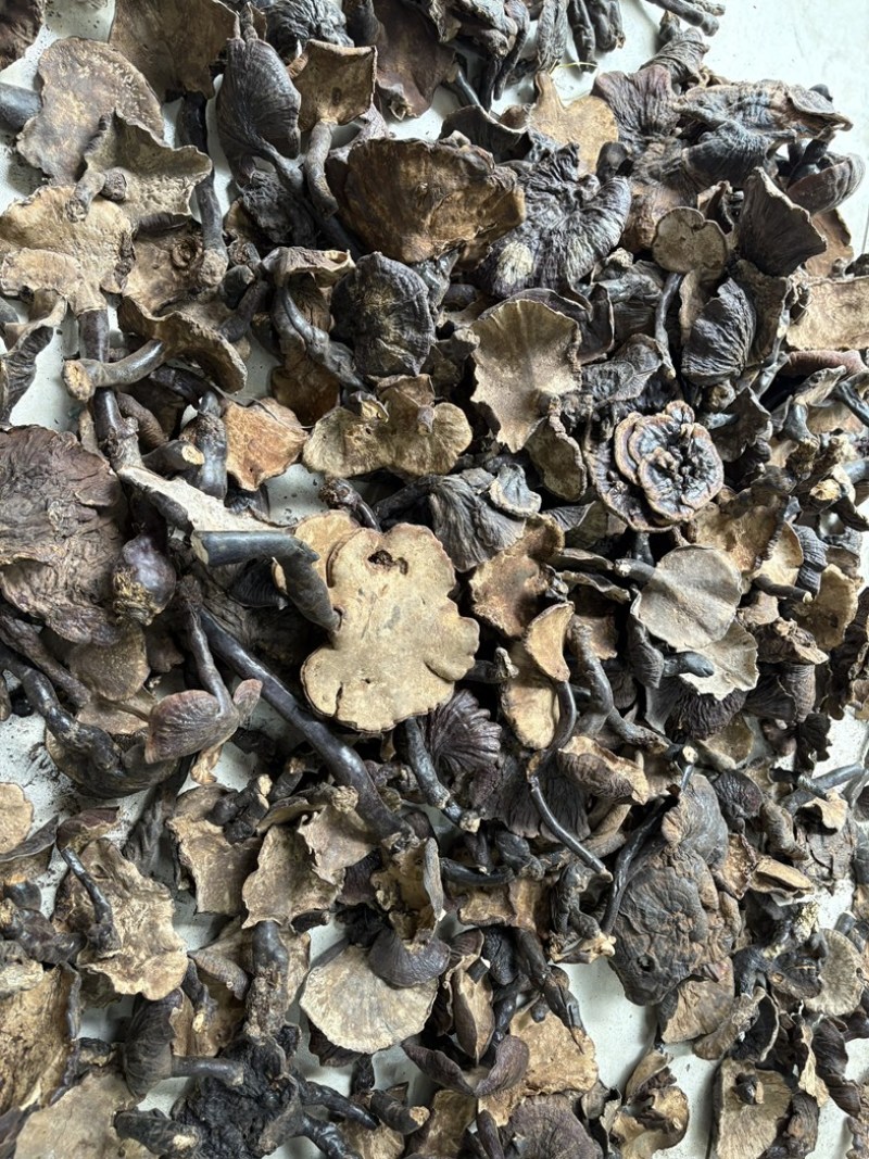 灵芝野生基地直供品质优现摘现发可视频看货欢迎咨询来电