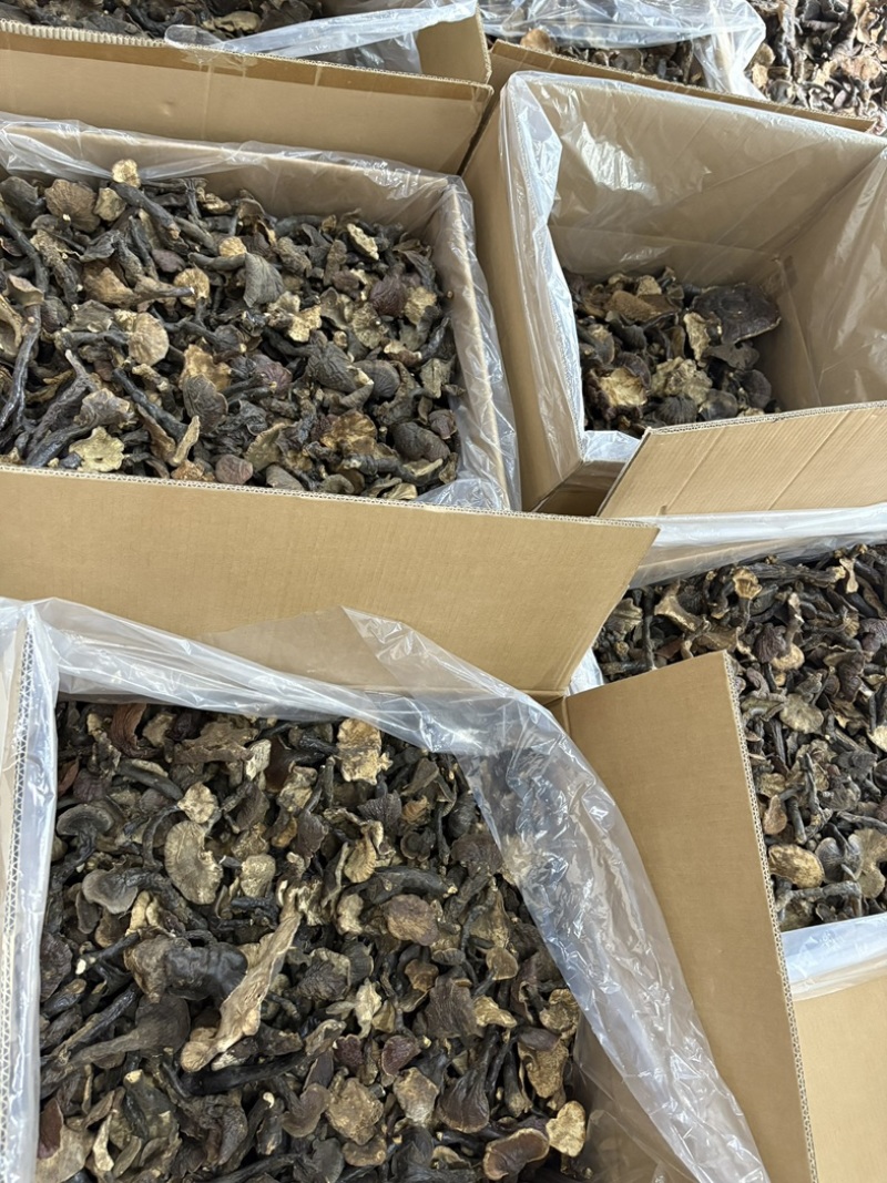 灵芝野生基地直供品质优现摘现发可视频看货欢迎咨询来电