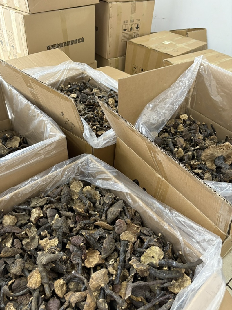 灵芝野生基地直供品质优现摘现发可视频看货欢迎咨询来电