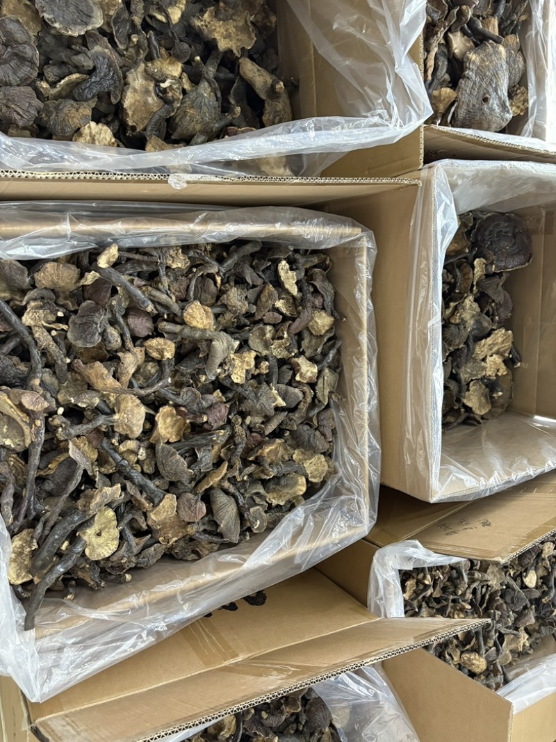 灵芝野生基地直供品质优现摘现发可视频看货欢迎咨询来电