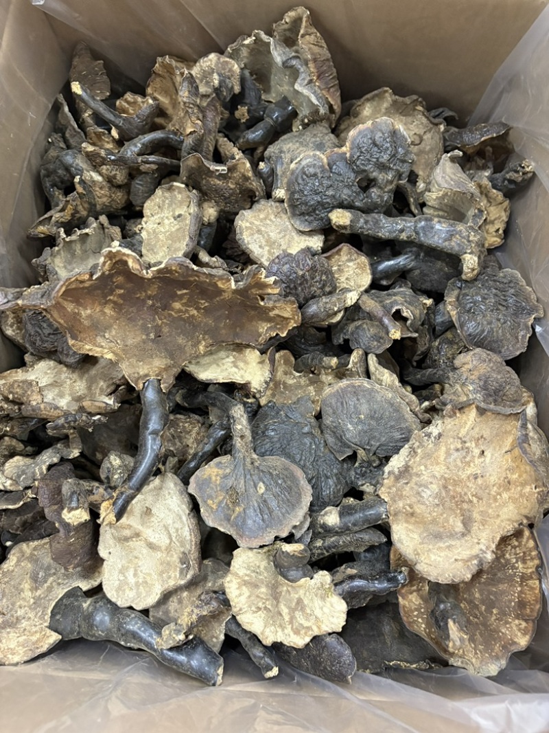 灵芝野生基地直供品质优现摘现发可视频看货欢迎咨询来电