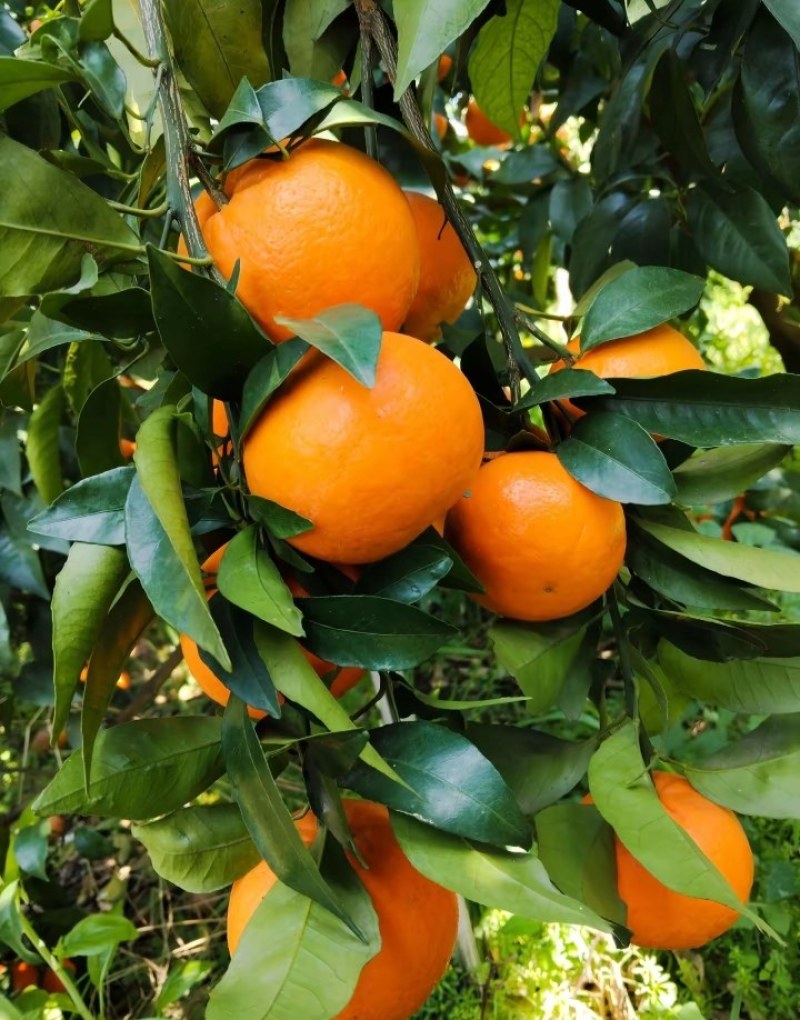 沃柑