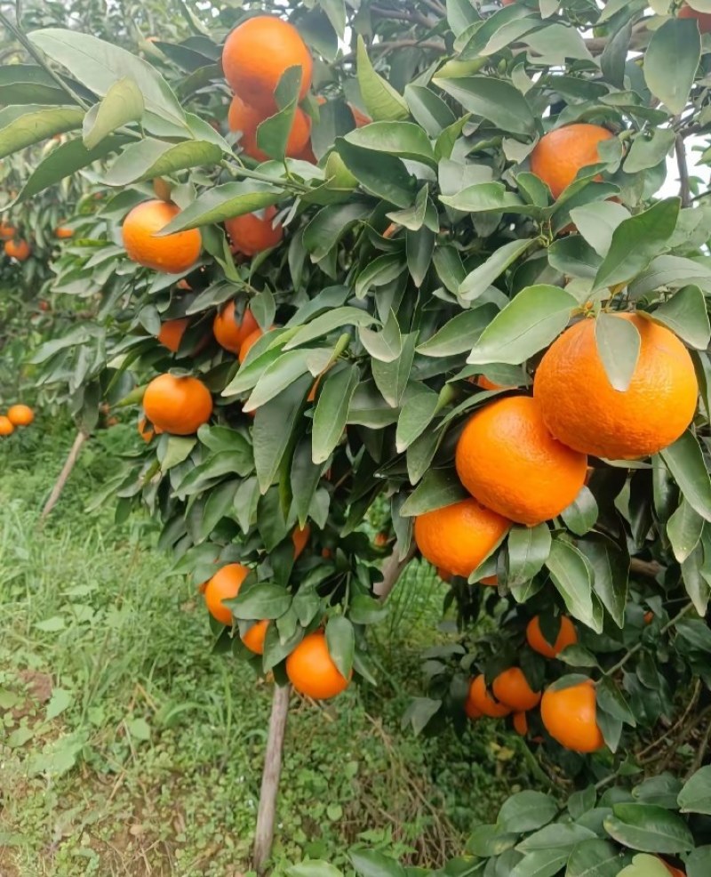 沃柑