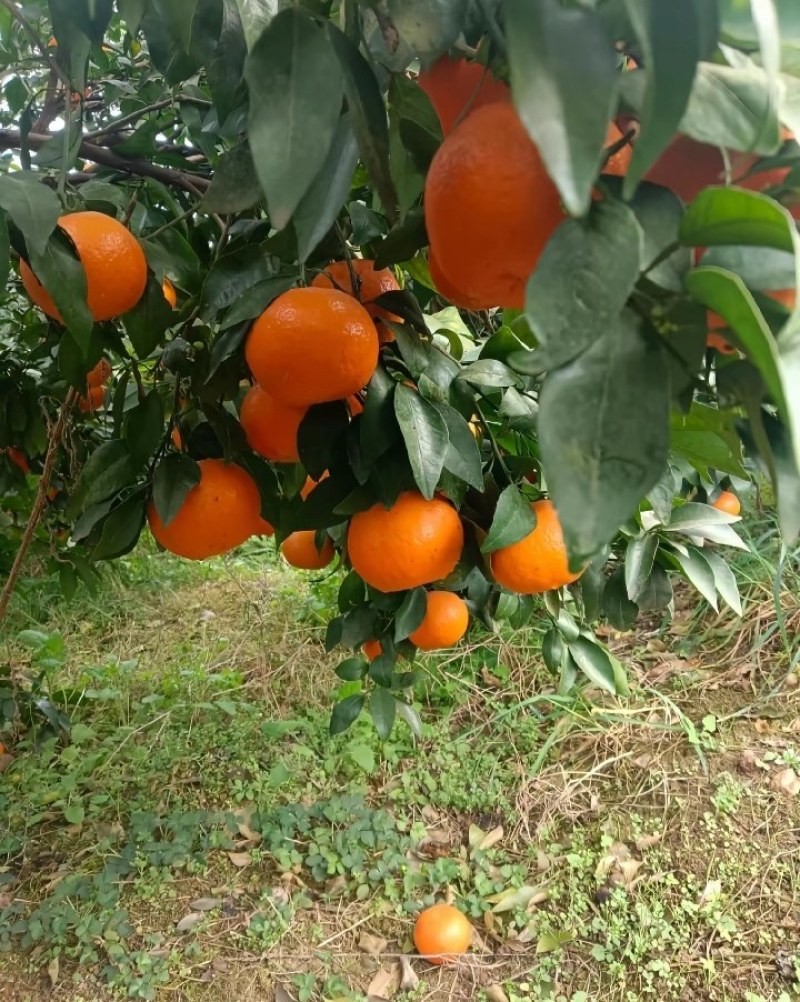 沃柑